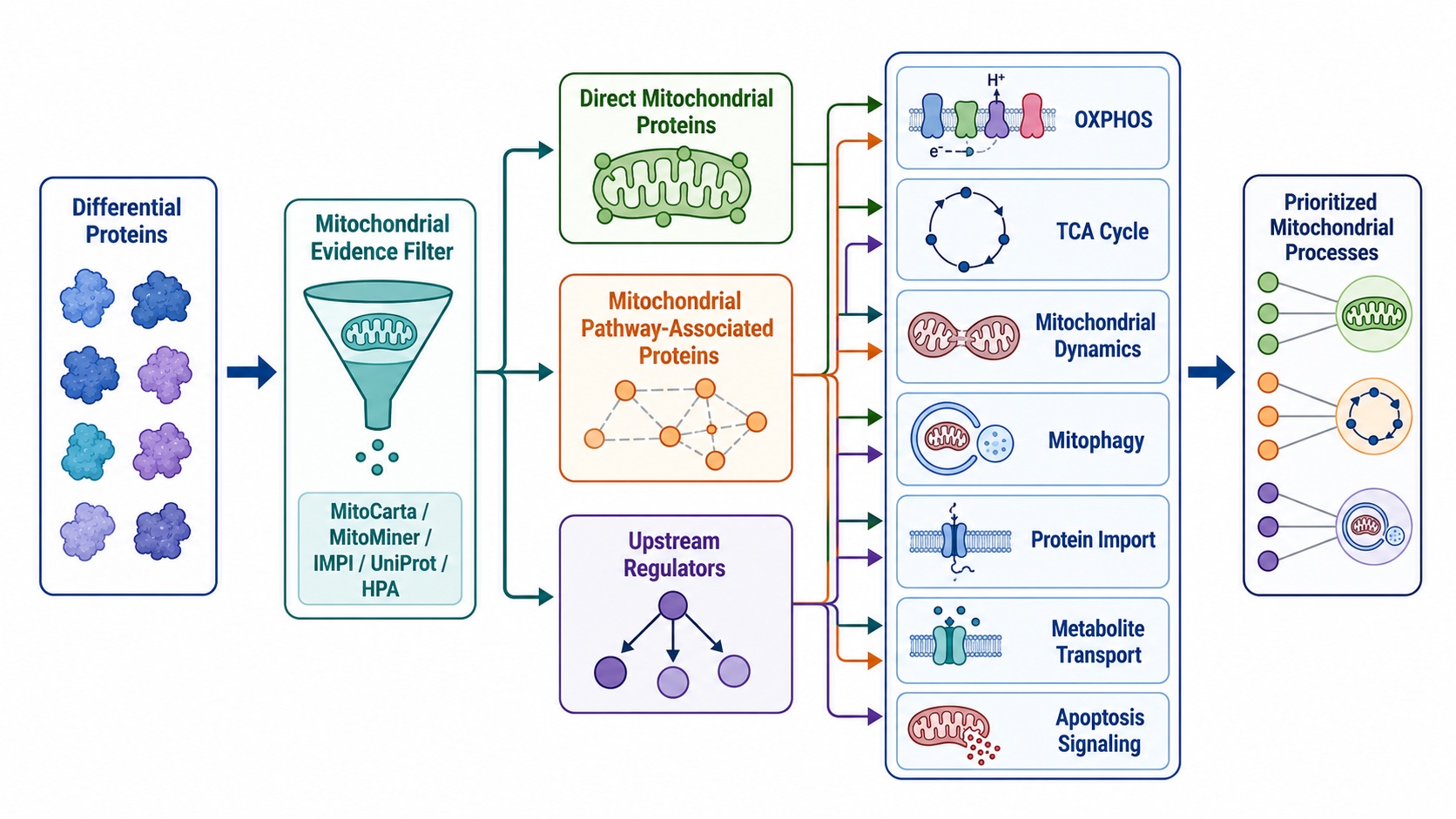 Mitochondrial-specific filtering of differential proteins into relevant mitochondrial processes.