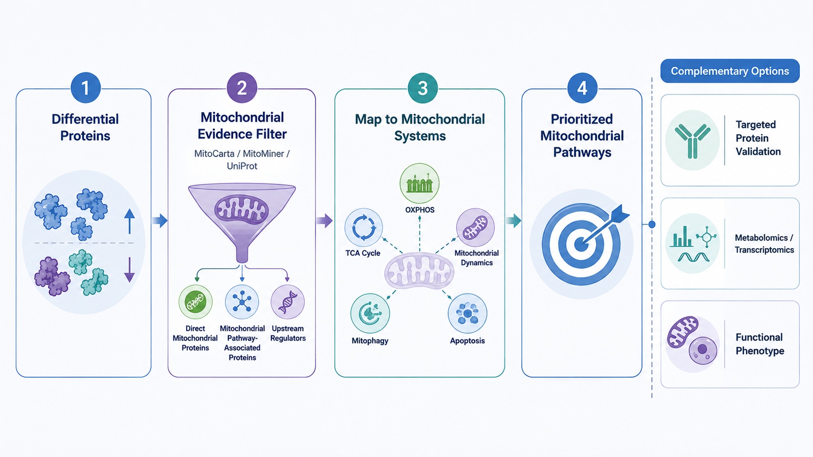 Differential proteins filtered and mapped to prioritized mitochondrial pathways.