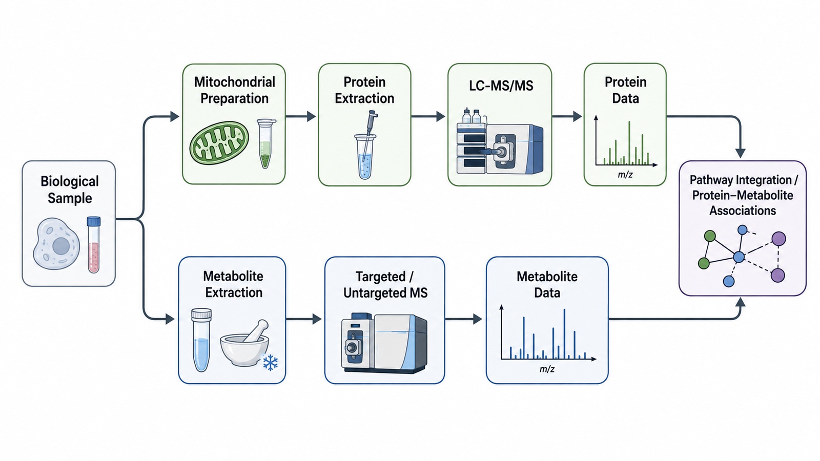 Parallel proteomics and metabolomics workflow leading to pathway integration and protein–metabolite associations.