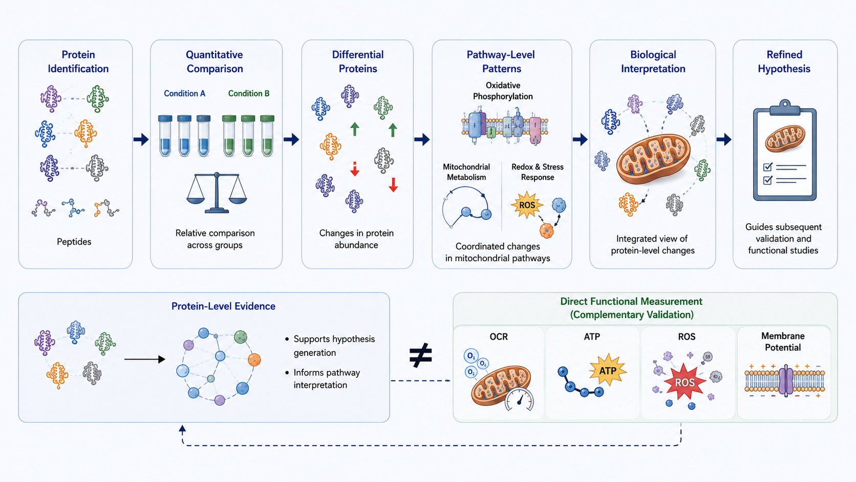 2091717483457236992-protein-level-changes-to-biological-interpretation.png