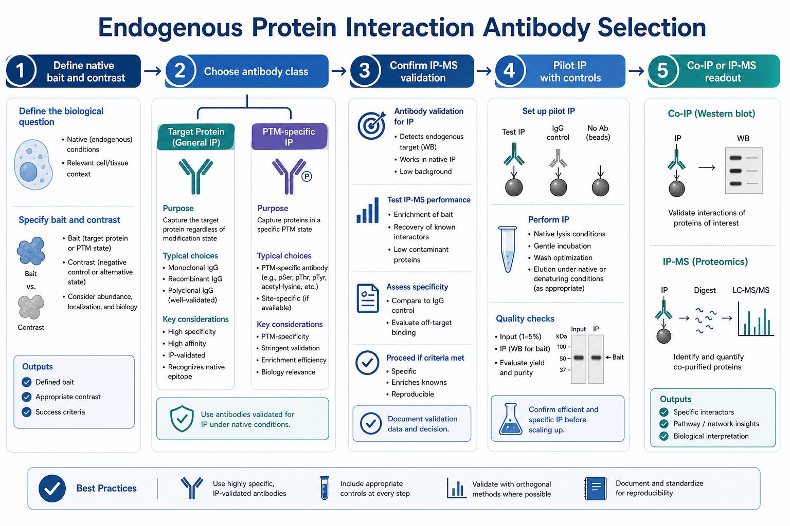 Endogenous protein interaction antibody selection workflow from native bait definition through antibody class choice IP-MS validation pilot controls and Co-IP or IP-MS readout Endogenous protein interaction antibody selection workflow from native bait definition through antibody class choice IP-MS validation pilot controls and Co-IP or IP-MS readout