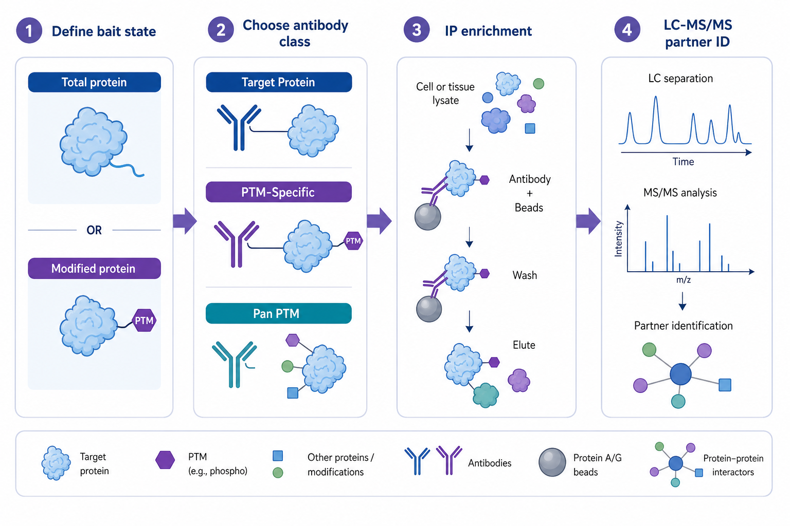 PI3K-AKT pathway interaction workflow using IP-MS validated antibodies from node selection to partner identification PI3K-AKT pathway interaction workflow using IP-MS validated antibodies from node selection to partner identification