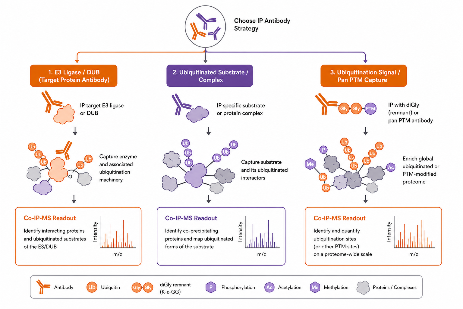 Ubiquitination-related IP-MS antibody selection by research goal from E3 node capture to diglycine modification enrichment Ubiquitination-related IP-MS antibody selection by research goal from E3 node capture to diglycine modification enrichment