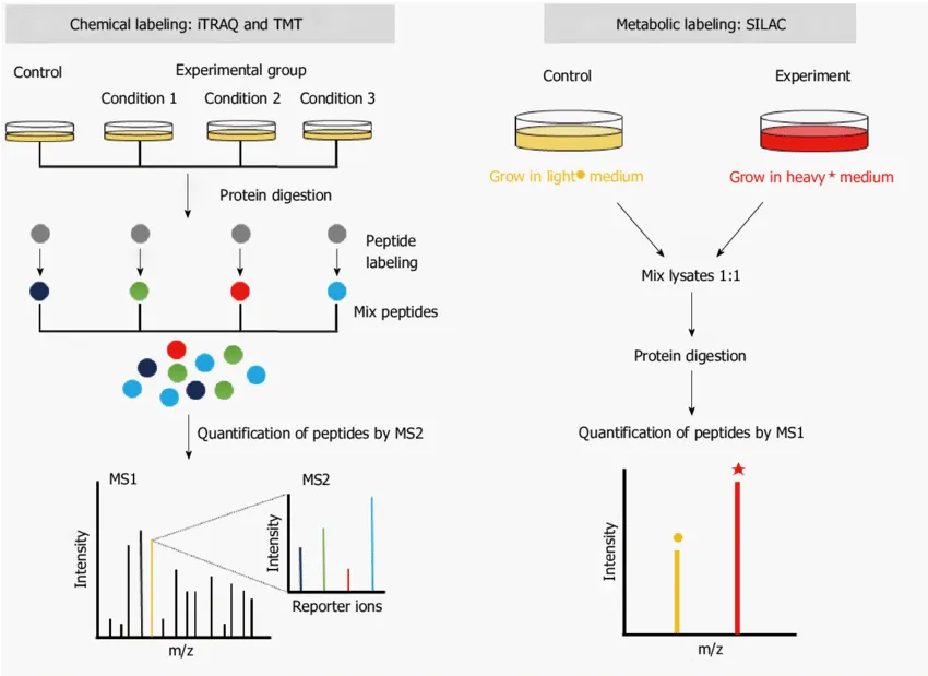 2101919949745917952-Figure1.ThePrincipleofIsotopeLabeling-basedQuantitativeProteomics.png