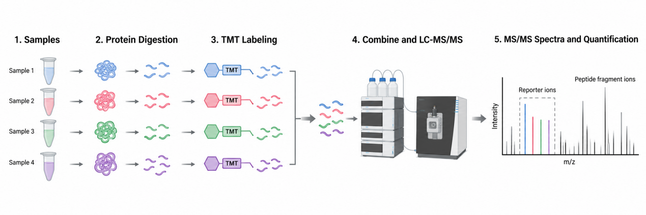 2101926619410698240-Figure1.SchematicDiagramofTMT.png