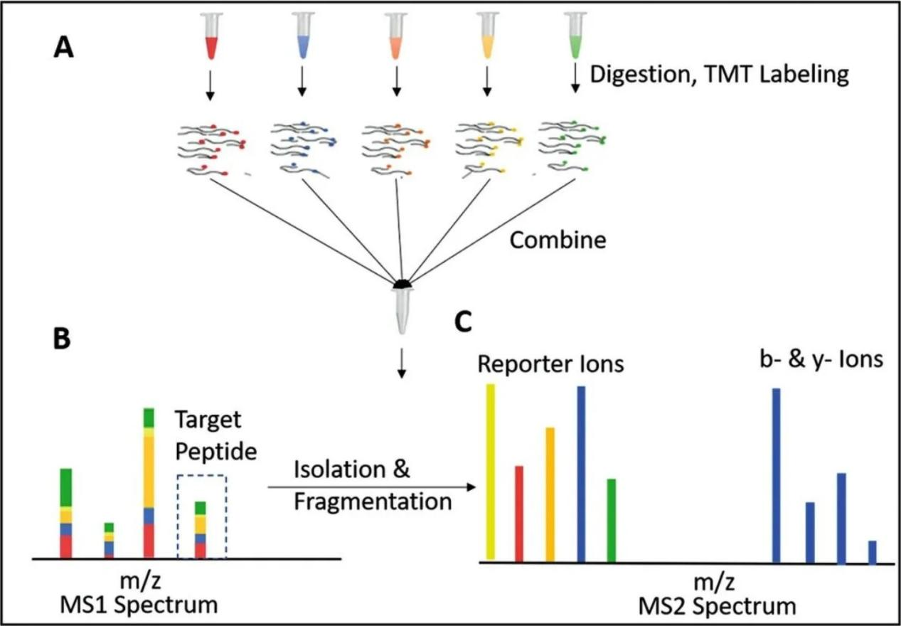 2102644568610148352-Figure1.PrincipleofTMTQuantitativeProteomics.png