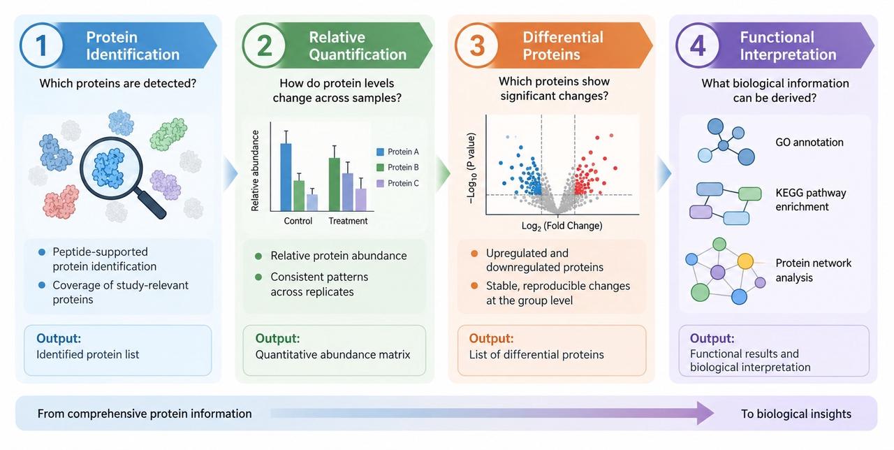 cell-proteomics-data-analysis-from-protein-identification-to-functional-interpretation-1