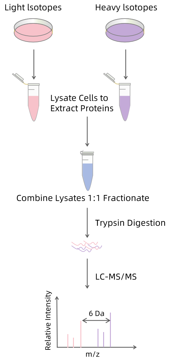 2105176930132791296-Figure1.PrinciplesofSILAC.png