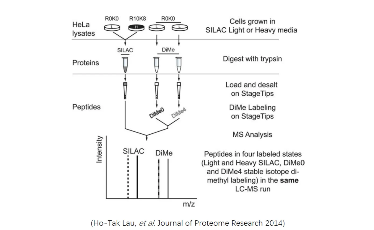2105180938041921536-Figure1.ComparisonofSILACandDimethylLabelingMethods.png