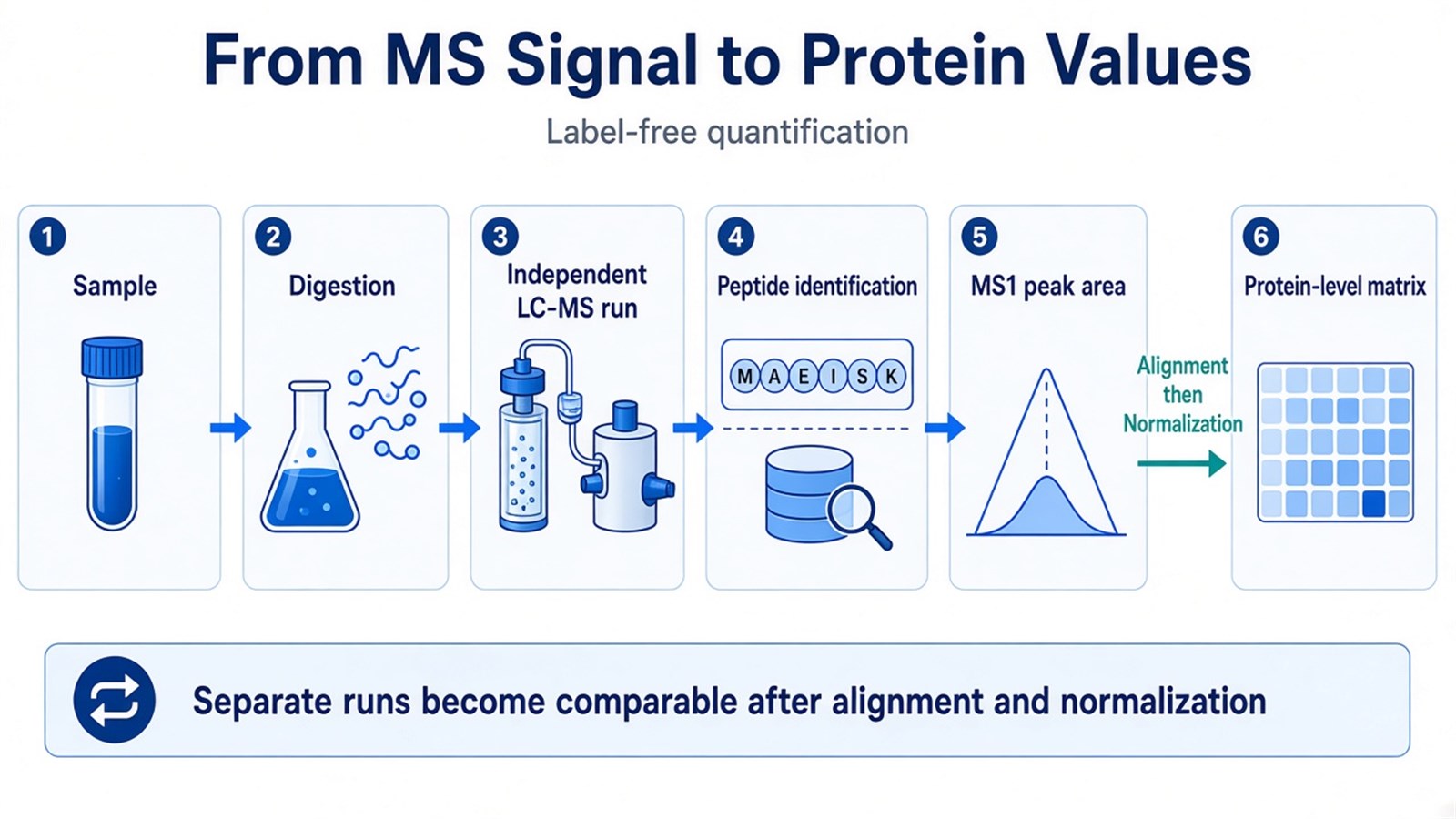 Schematic workflow from sample digestion and independent LC-MS runs through peptide identification, MS1 peak area, alignment, and normalization to a protein-level matrix