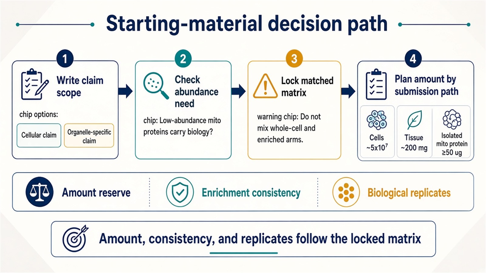 Decision path for choosing whole-cell or isolated mitochondria: claim scope, abundance need, matched matrix, then amount planning Decision path for choosing whole-cell or isolated mitochondria: claim scope, abundance need, matched matrix, then amount planning