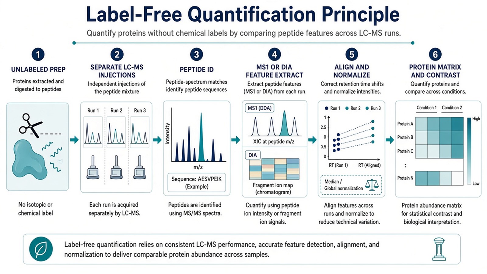 Label-free quantification from matched unlabeled prep through separate LC-MS runs, feature alignment, normalization, and contrast-tested protein matrix