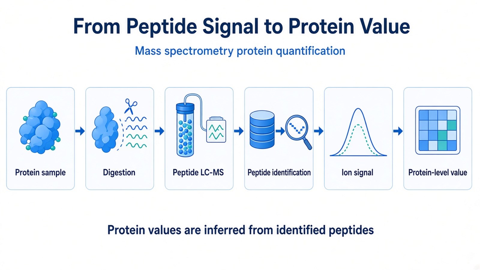 Schematic workflow from protein extraction and digestion through peptide LC-MS and identification to a protein-level quantitative value Schematic workflow from protein extraction and digestion through peptide LC-MS and identification to a protein-level quantitative value