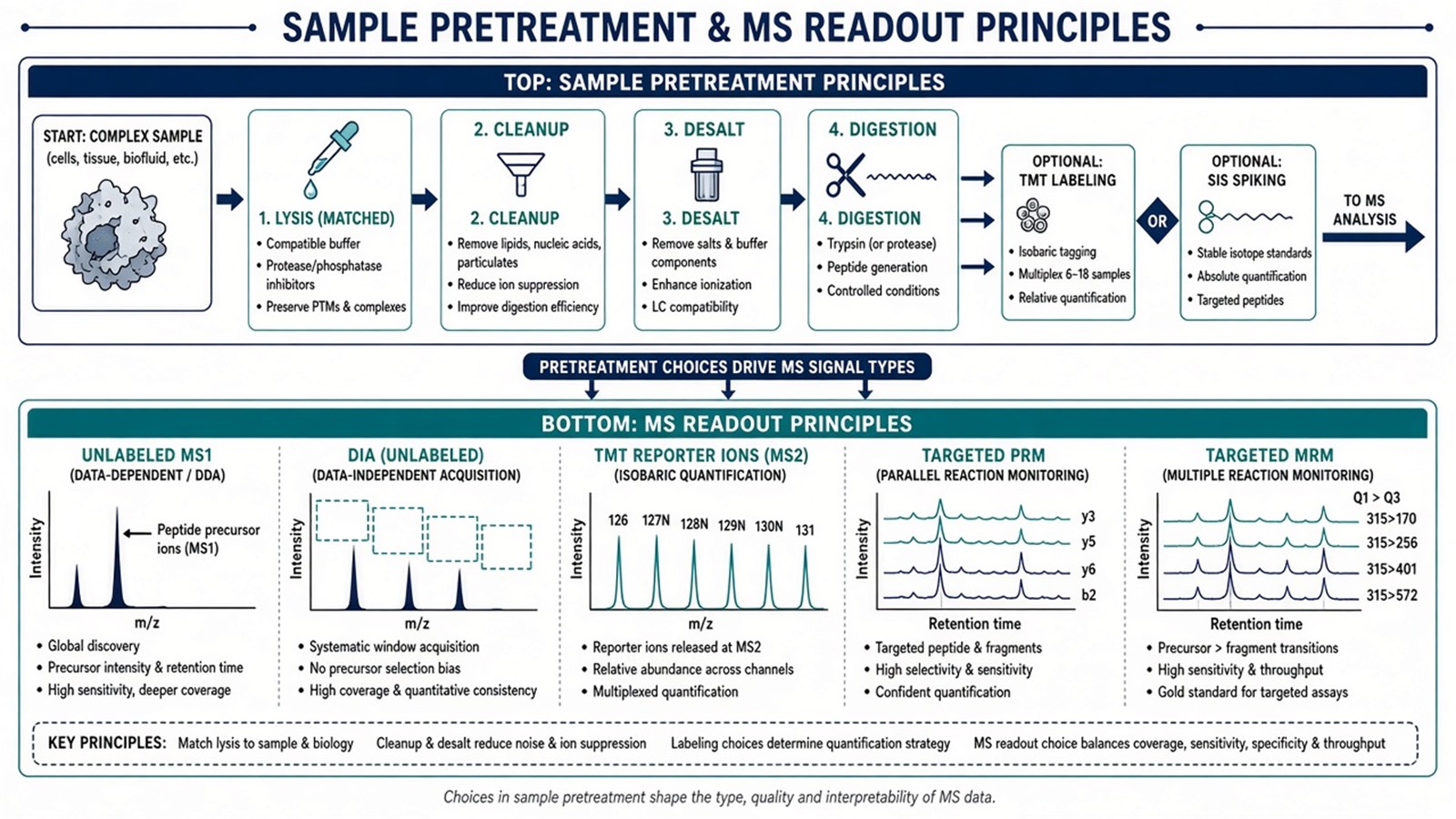 Sample pretreatment principles aligned to MS quantitative signals: matched prep, optional labeling or SIS, LC-MS readout by DDA, DIA, reporters, or targeted traces Sample pretreatment principles aligned to MS quantitative signals: matched prep, optional labeling or SIS, LC-MS readout by DDA, DIA, reporters, or targeted traces