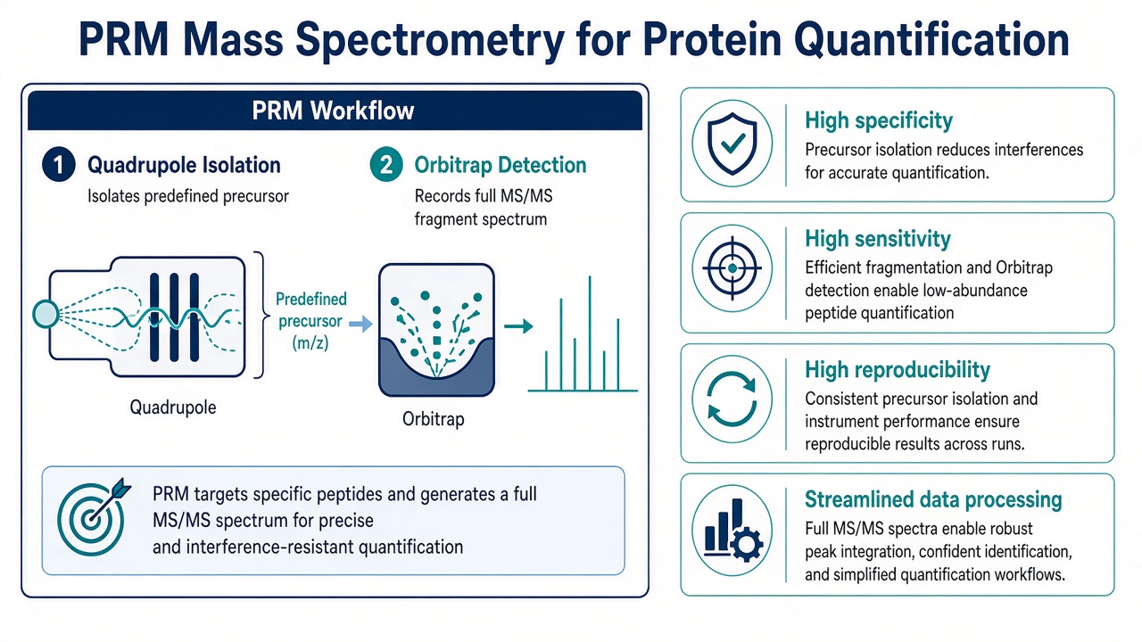 PRM principle showing precursor isolation and full MS/MS fragment acquisition with four core advantages for protein quantification PRM principle showing precursor isolation and full MS/MS fragment acquisition with four core advantages for protein quantification