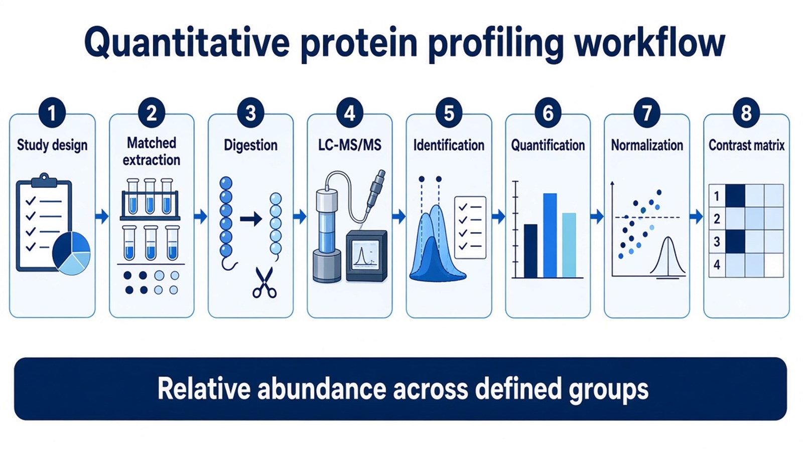 Quantitative protein profiling workflow from study design and matched extraction through LC-MS/MS quantification to a normalized contrast matrix Quantitative protein profiling workflow from study design and matched extraction through LC-MS/MS quantification to a normalized contrast matrix