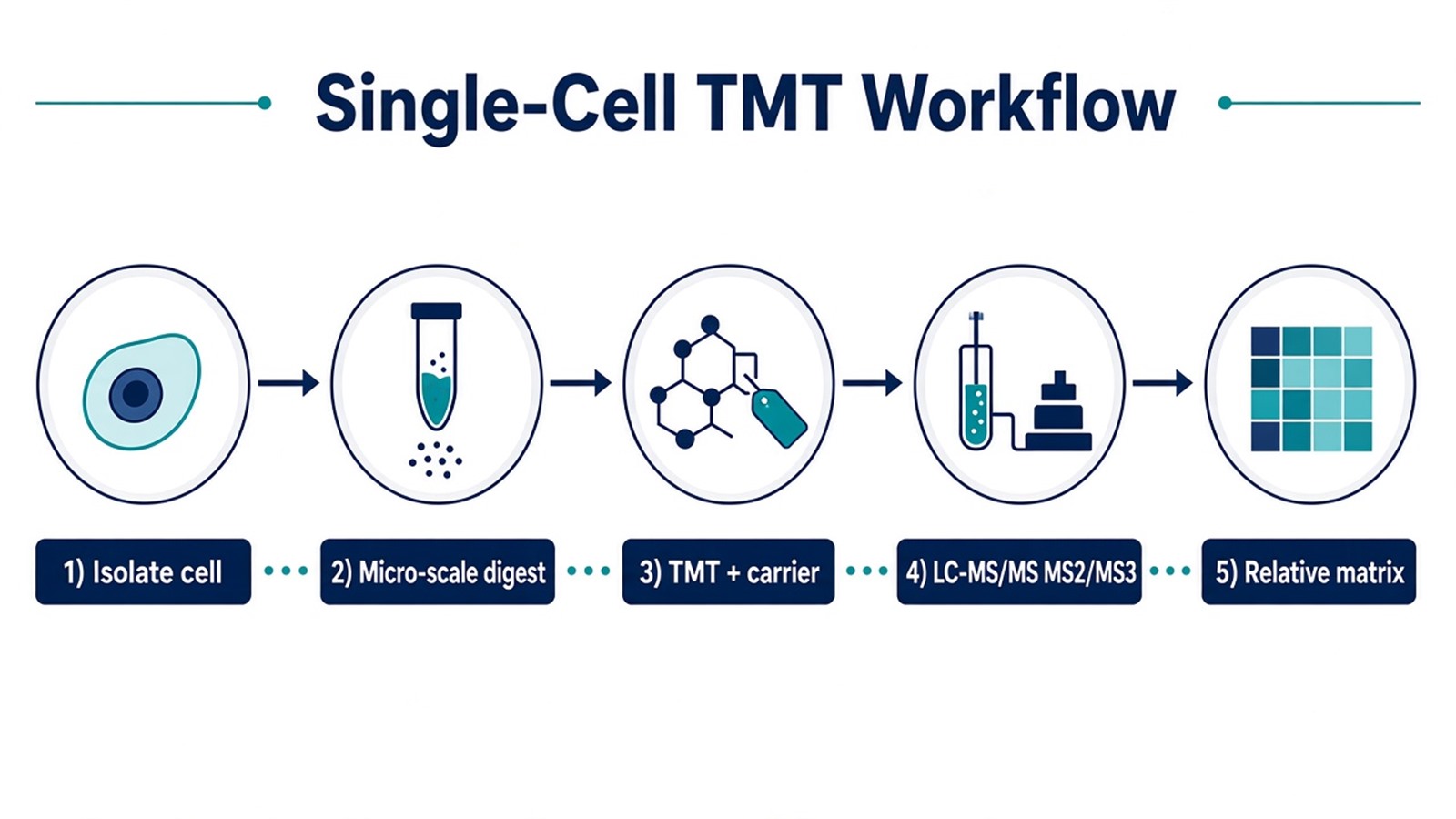 Single-cell TMT workflow from cell isolation and micro-scale digest through TMT labeling with carrier channel, LC-MS/MS MS2 or MS3 acquisition, and relative single-cell matrix reporting