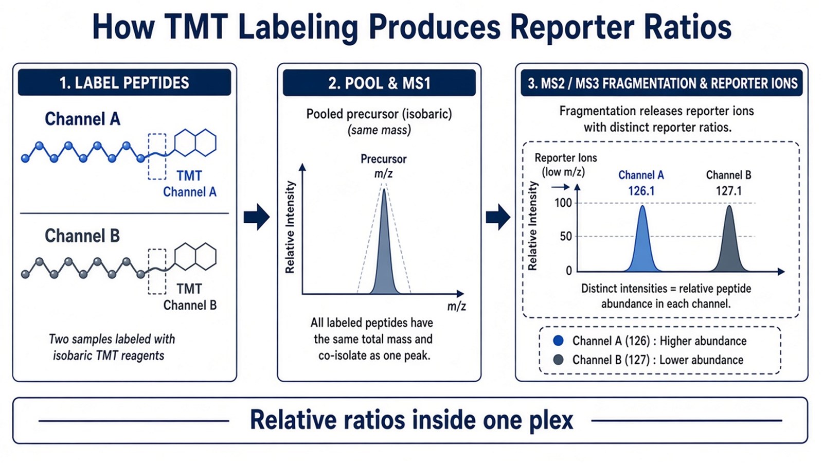 Mechanism path from channel-labeled peptides to one isobaric MS1 precursor and distinct reporter-ion intensities after fragmentation Mechanism path from channel-labeled peptides to one isobaric MS1 precursor and distinct reporter-ion intensities after fragmentation