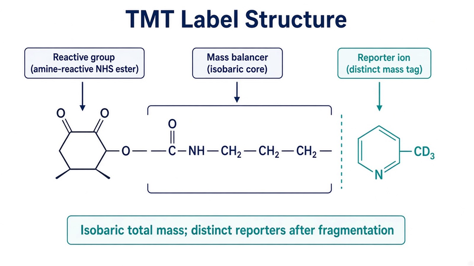 Schematic of a TMT reagent showing the amine-reactive group, mass balancer, and reporter ion that keep total tag mass isobaric until fragmentation Schematic of a TMT reagent showing the amine-reactive group, mass balancer, and reporter ion that keep total tag mass isobaric until fragmentation