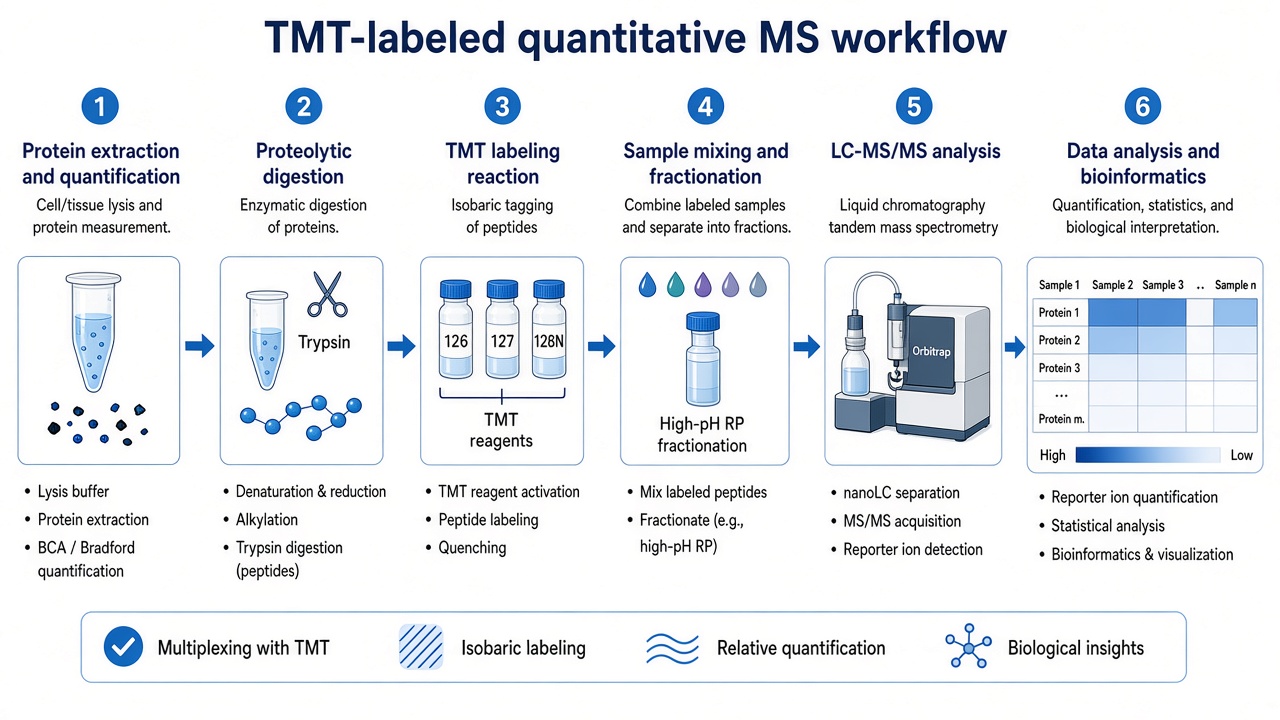 Six-step TMT-labeled quantitative mass spectrometry workflow from extraction through labeling, pooling, LC-MS/MS, and bioinformatics Six-step TMT-labeled quantitative mass spectrometry workflow from extraction through labeling, pooling, LC-MS/MS, and bioinformatics