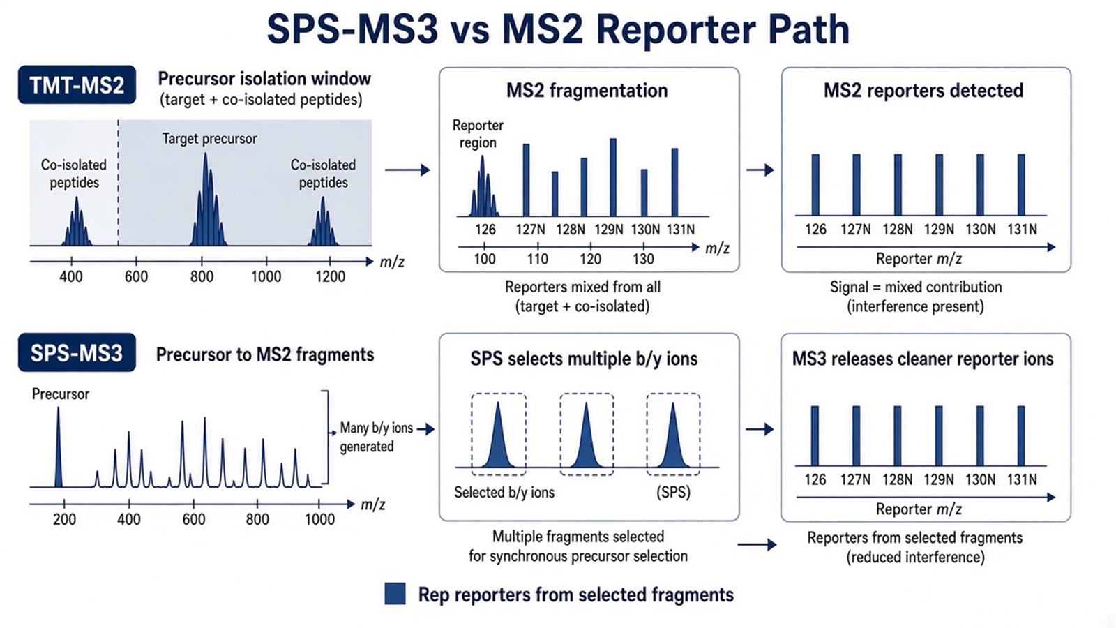 Side-by-side path of mixed MS2 reporters versus SPS-MS3 reporters released from selected MS2 fragment ions