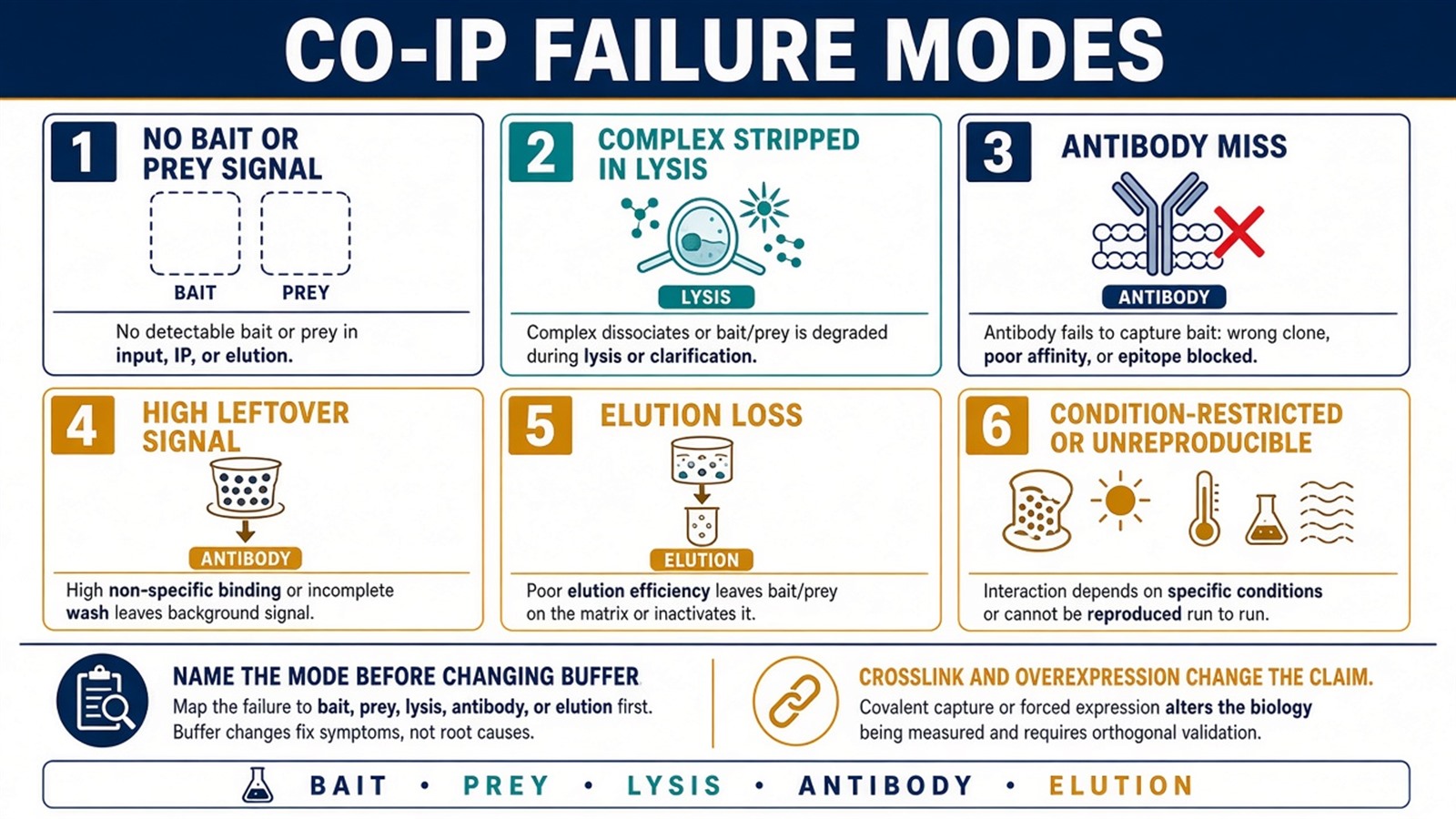 Six Co-IP failure modes: no bait, stripped complex, antibody miss, high background, elution loss, and condition-restricted contacts Six Co-IP failure modes: no bait, stripped complex, antibody miss, high background, elution loss, and condition-restricted contacts