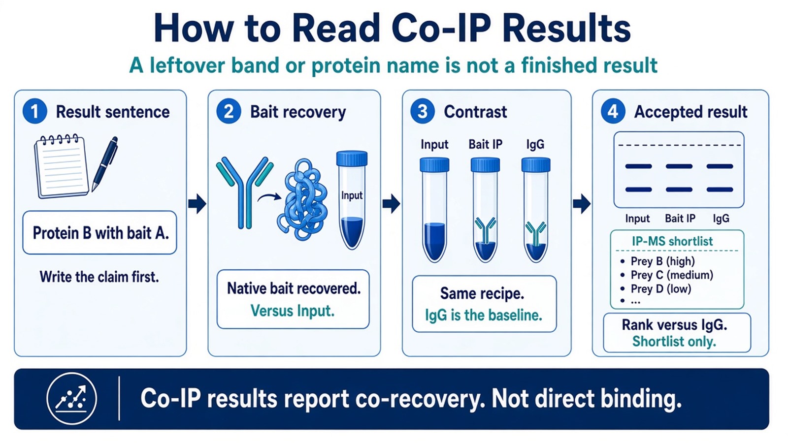 How to read Co-IP results by scoring bait recovery against Input and IgG before accepting a blot band or IP-MS name How to read Co-IP results by scoring bait recovery against Input and IgG before accepting a blot band or IP-MS name