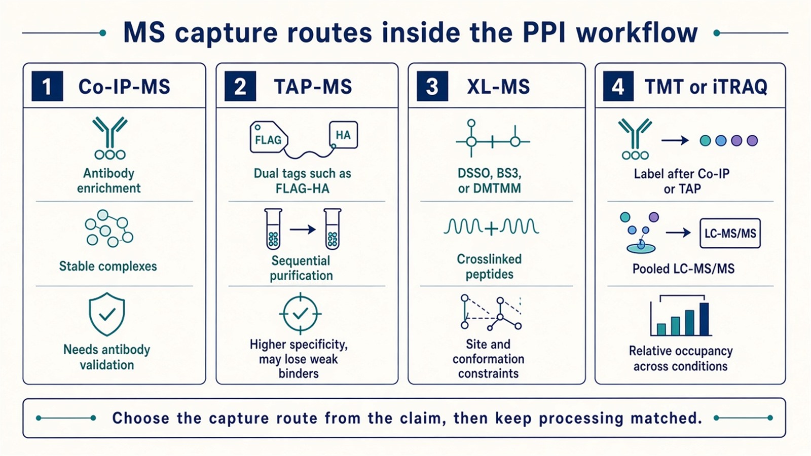 Four MS capture routes used in high-throughput PPI workflows: Co-IP-MS, TAP-MS, XL-MS with DSSO BS3 or DMTMM, and TMT or iTRAQ occupancy comparison