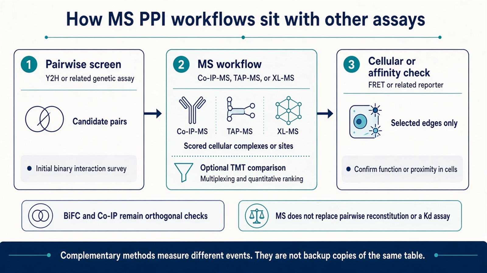 Complementary path from Y2H pairwise screening through an MS PPI workflow to FRET or related checks on selected edges