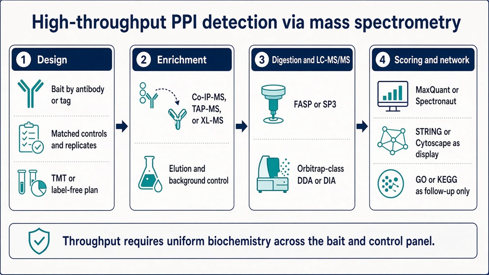 Four-step high-throughput PPI MS workflow from bait design and matched controls through enrichment, FASP or SP3 digestion with DDA or DIA, and scored network reporting