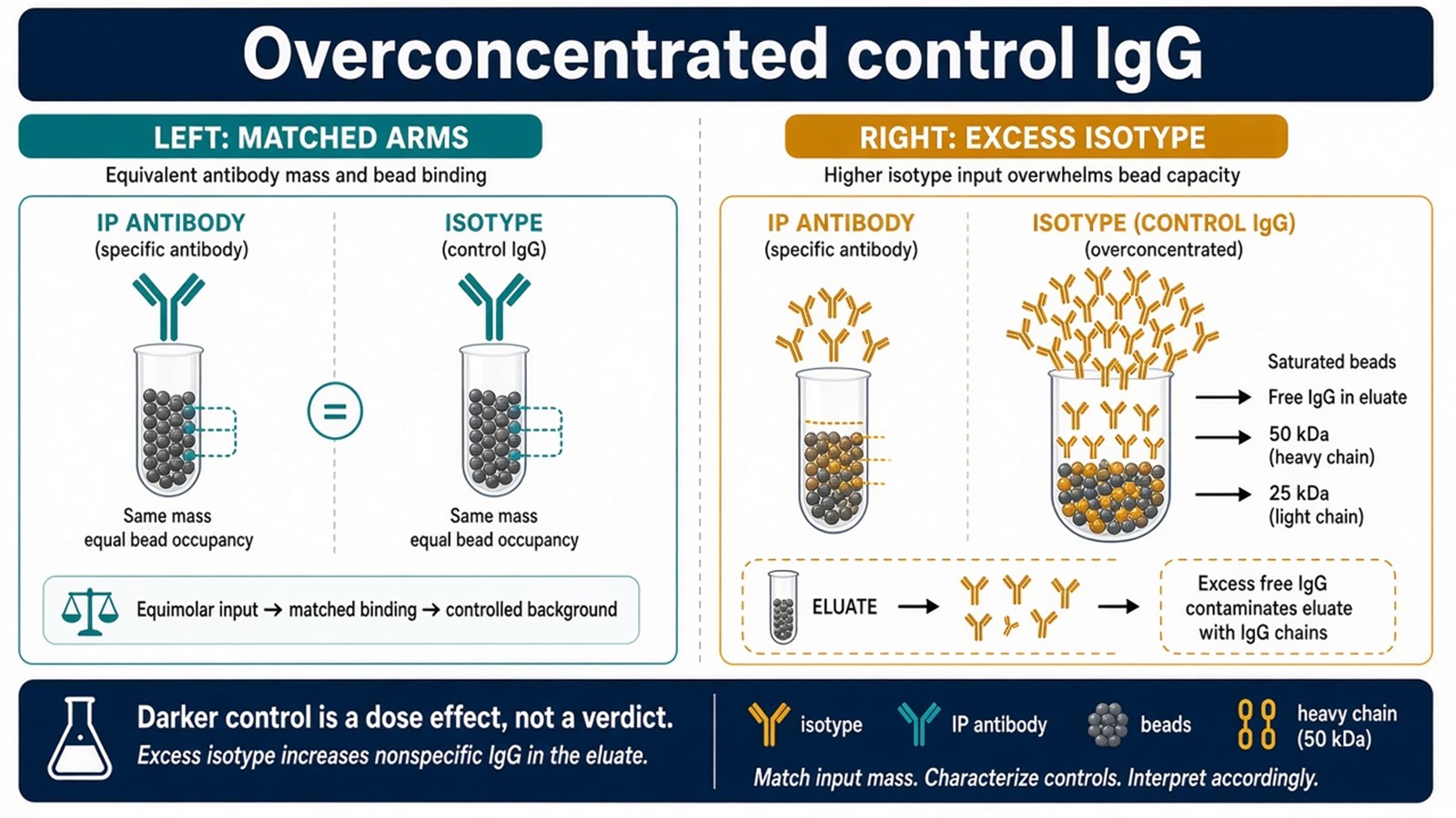 Overconcentrated isotype IgG overloads beads and inflates antibody-chain bands, so the control is no longer a matched background model Overconcentrated isotype IgG overloads beads and inflates antibody-chain bands, so the control is no longer a matched background model