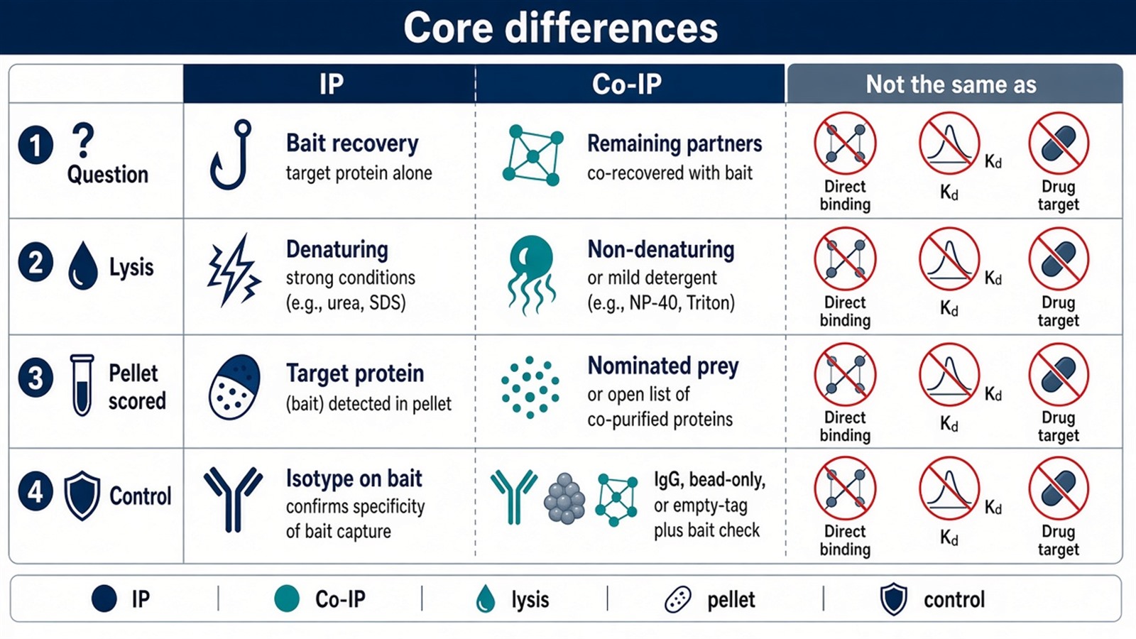 IP versus Co-IP across question, lysis, pellet contents, and readout IP versus Co-IP across question, lysis, pellet contents, and readout