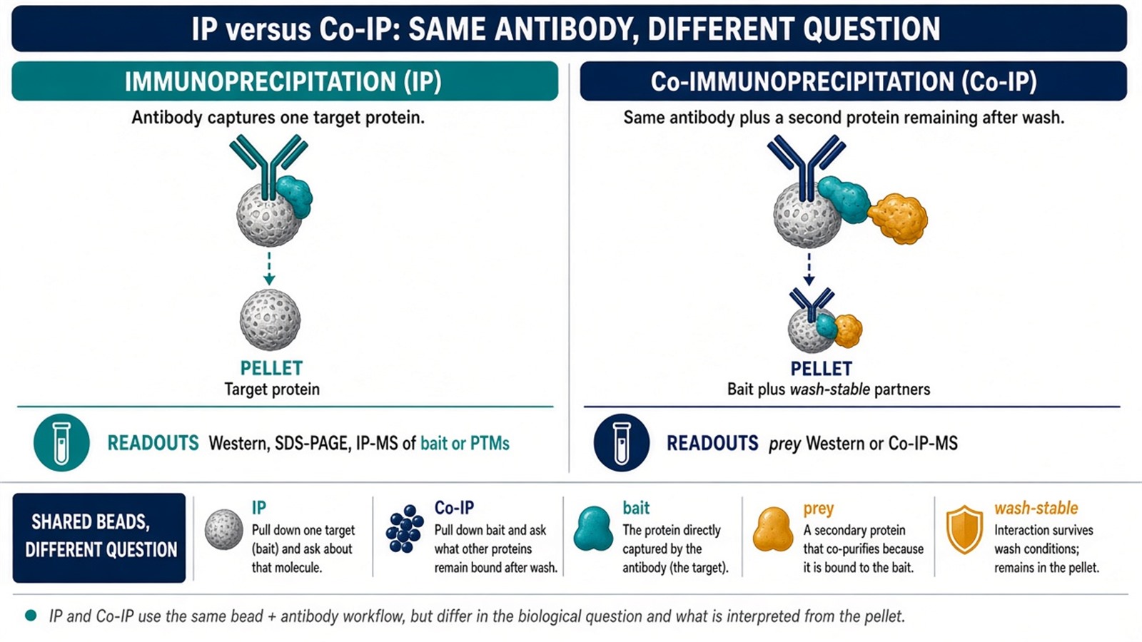 IP enriches one target protein; Co-IP asks which partners remain with that target after a native wash IP enriches one target protein; Co-IP asks which partners remain with that target after a native wash