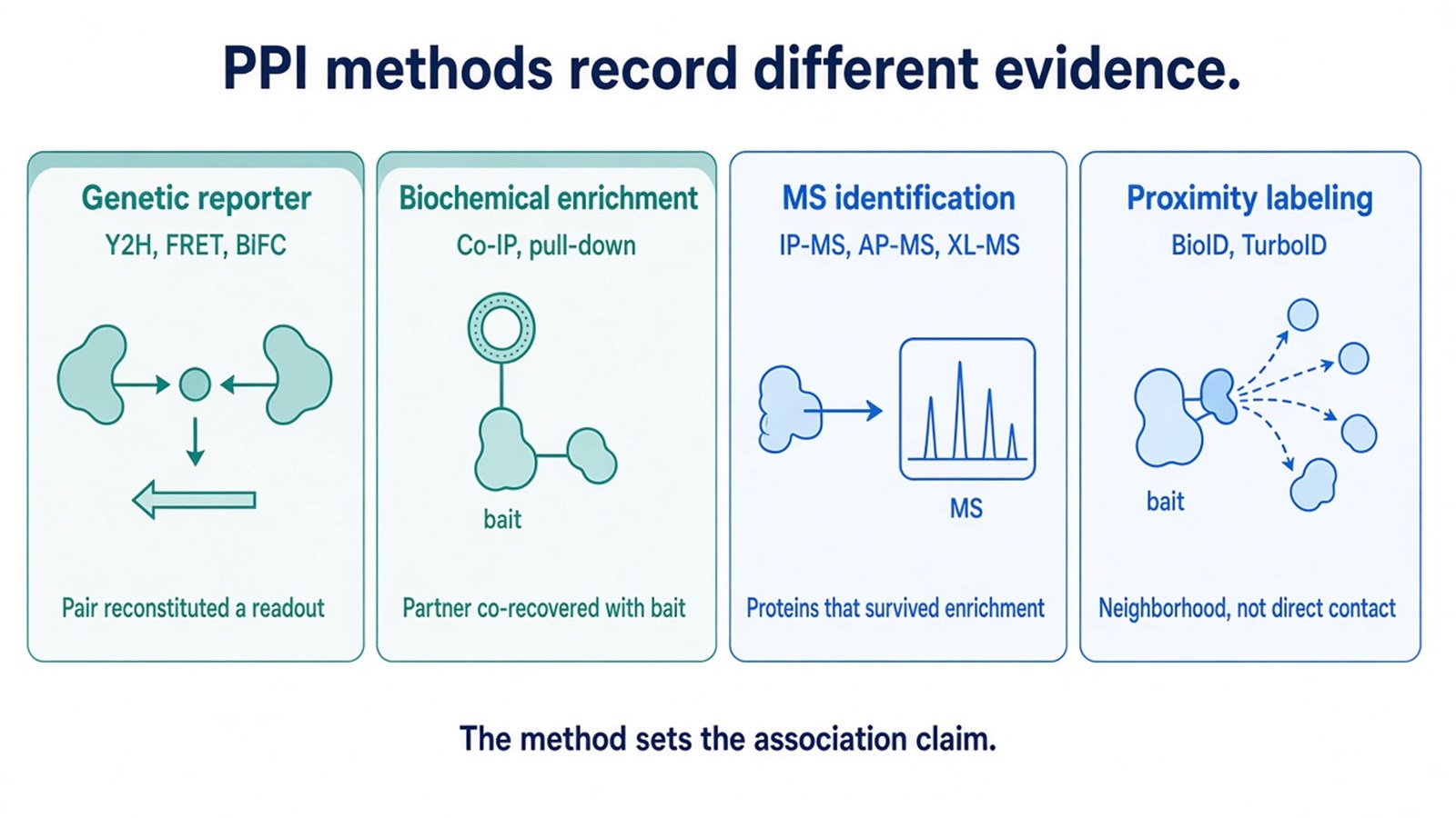 Schematic of four PPI evidence types: genetic reporter, biochemical enrichment, mass spectrometry identification, and proximity labeling