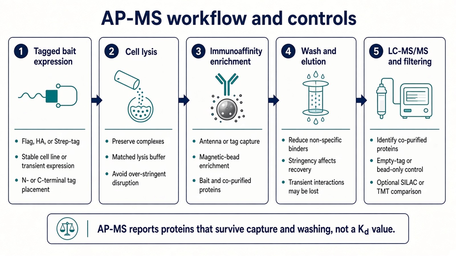 Five-panel AP-MS workflow from tagged bait expression through lysis, immunoaffinity enrichment, wash and elution, to LC-MS/MS with empty-tag or bead-only controls Five-panel AP-MS workflow from tagged bait expression through lysis, immunoaffinity enrichment, wash and elution, to LC-MS/MS with empty-tag or bead-only controls