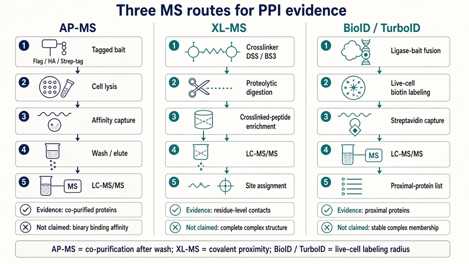 Three-column comparison of AP-MS co-purification, XL-MS residue-level contacts, and BioID or TurboID proximity labeling as distinct PPI evidence types Three-column comparison of AP-MS co-purification, XL-MS residue-level contacts, and BioID or TurboID proximity labeling as distinct PPI evidence types