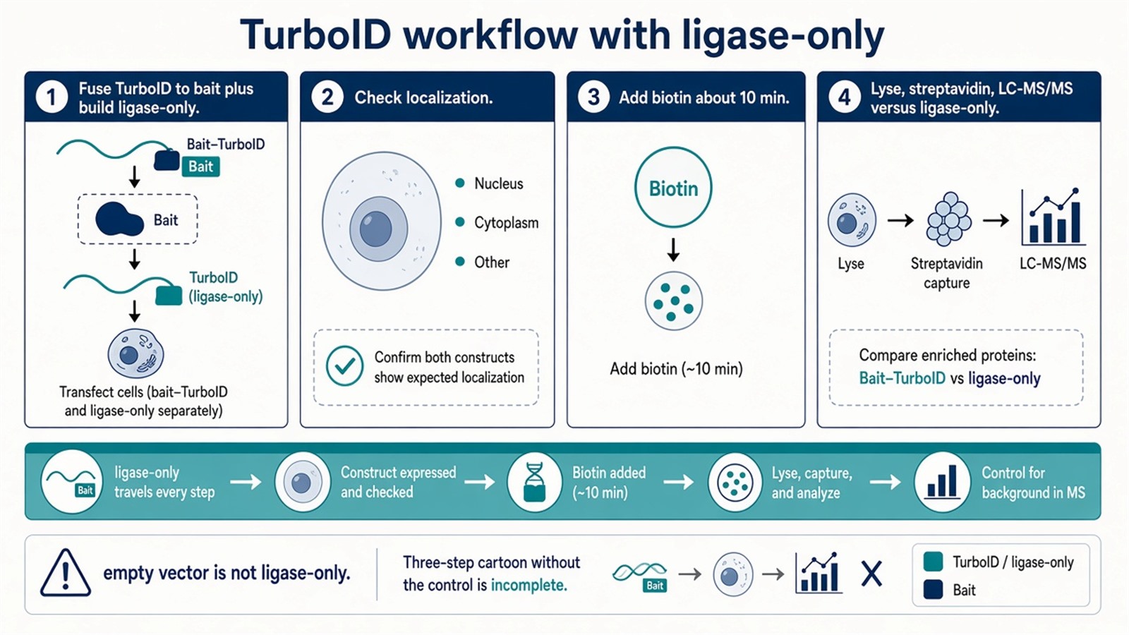 TurboID workflow: fusion, biotin pulse, streptavidin; ligase-only travels every step TurboID workflow: fusion, biotin pulse, streptavidin; ligase-only travels every step