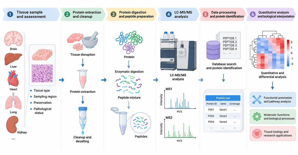 tissue-proteomics-tissue-sampling-analysis-workflow-and-applications2.jpg