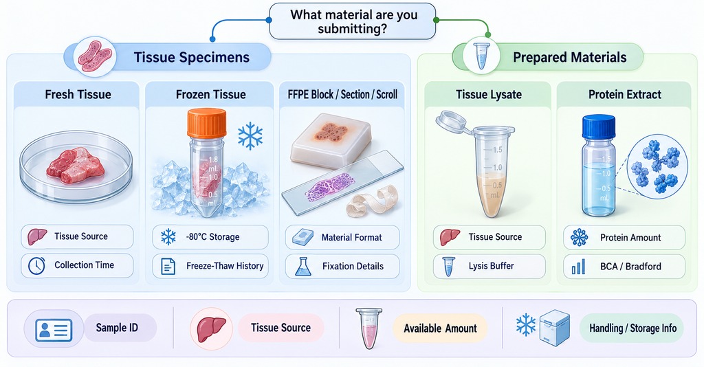 how-to-prepare-tissue-samples-for-proteomics-analysis1.jpg
