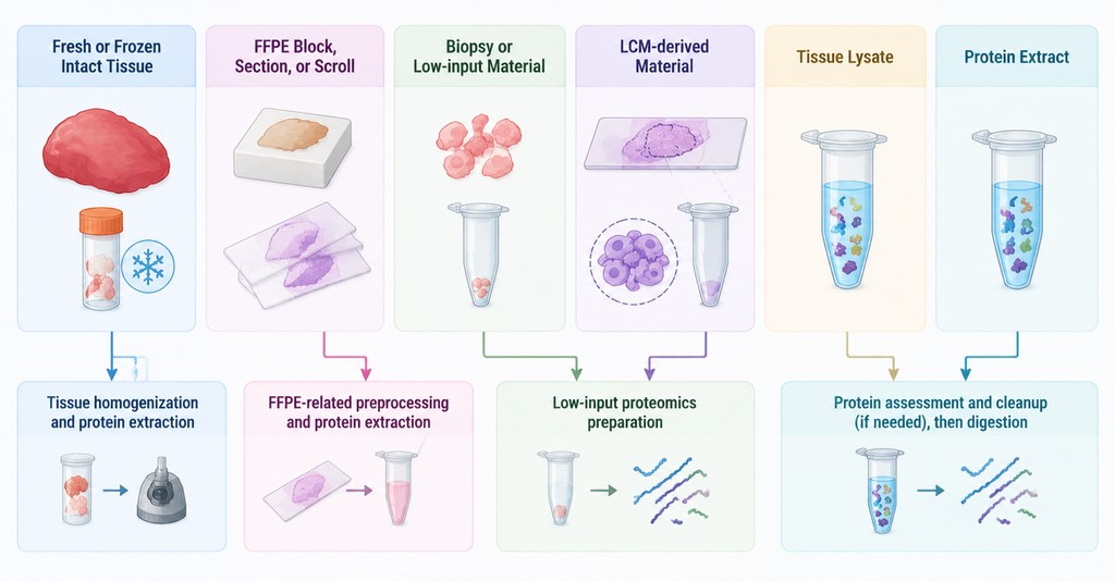 tissue-proteomics-workflow-from-protein-extraction-to-lc-msms1.jpg