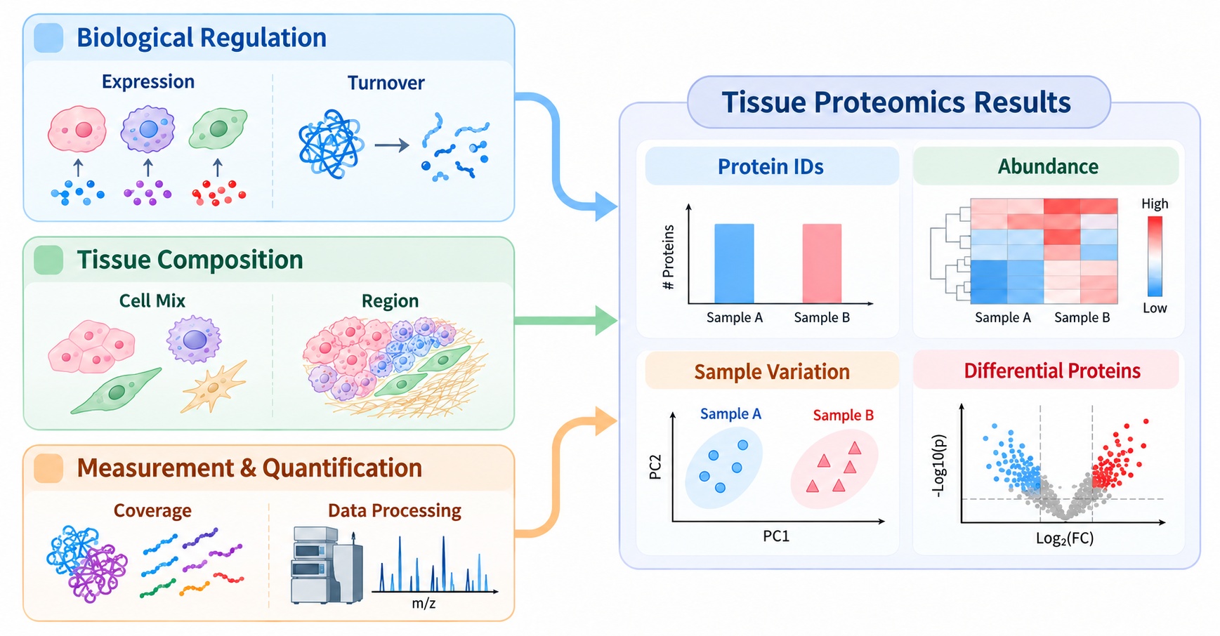 why-tissue-proteomics-results-vary-and-how-to-interpret-protein-changes1.jpg