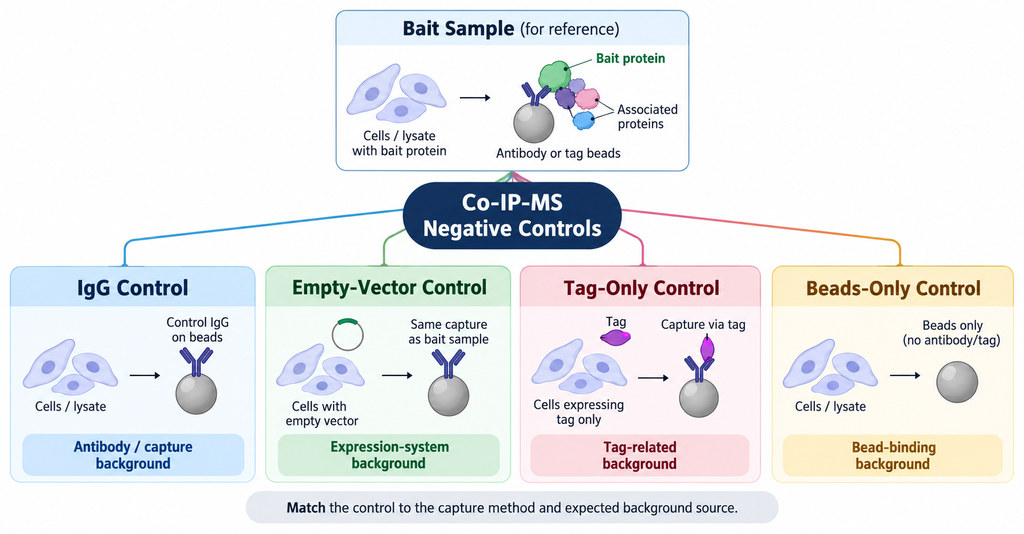 Comparison of IgG, empty-vector, tag-only, and beads-only controls in Co-IP-MS, illustrating different sources of nonspecific background.