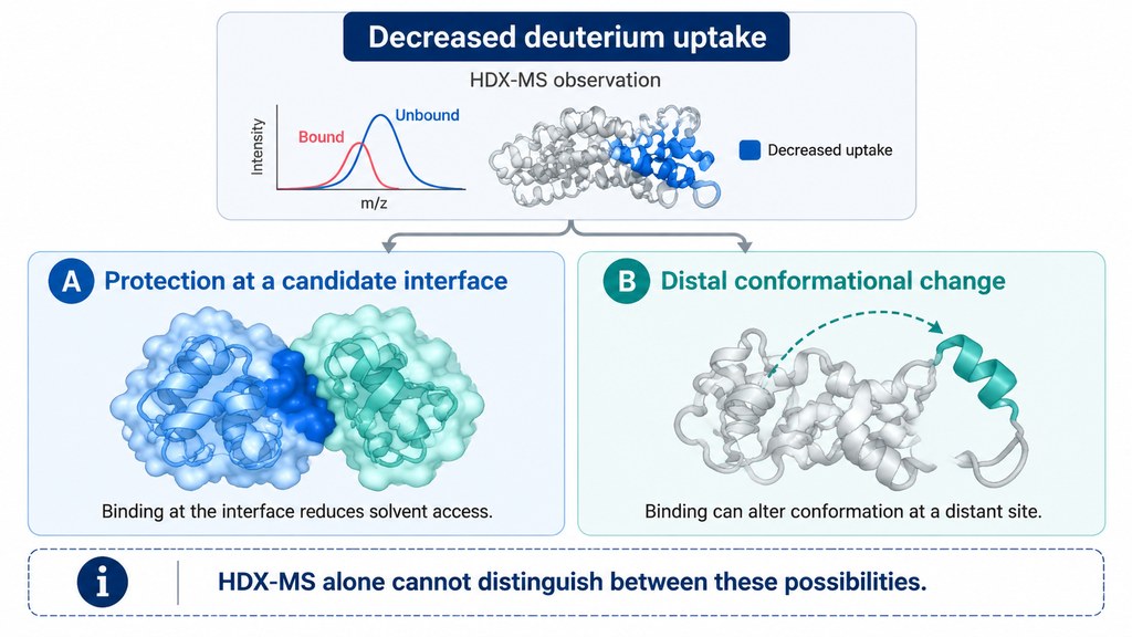 HDX-MS illustration showing that decreased deuterium uptake may reflect protection at a candidate binding interface or a distal conformational change, which HDX-MS alone cannot distinguish.