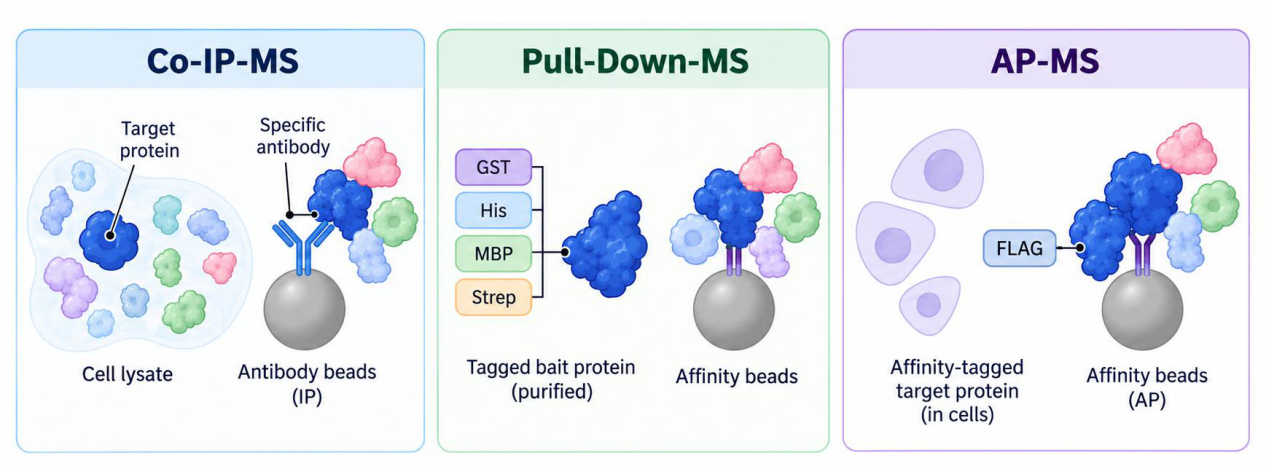 2114978917363843072-Figure1.PrinciplesofAffinity-BasedPPIAnalysis.png