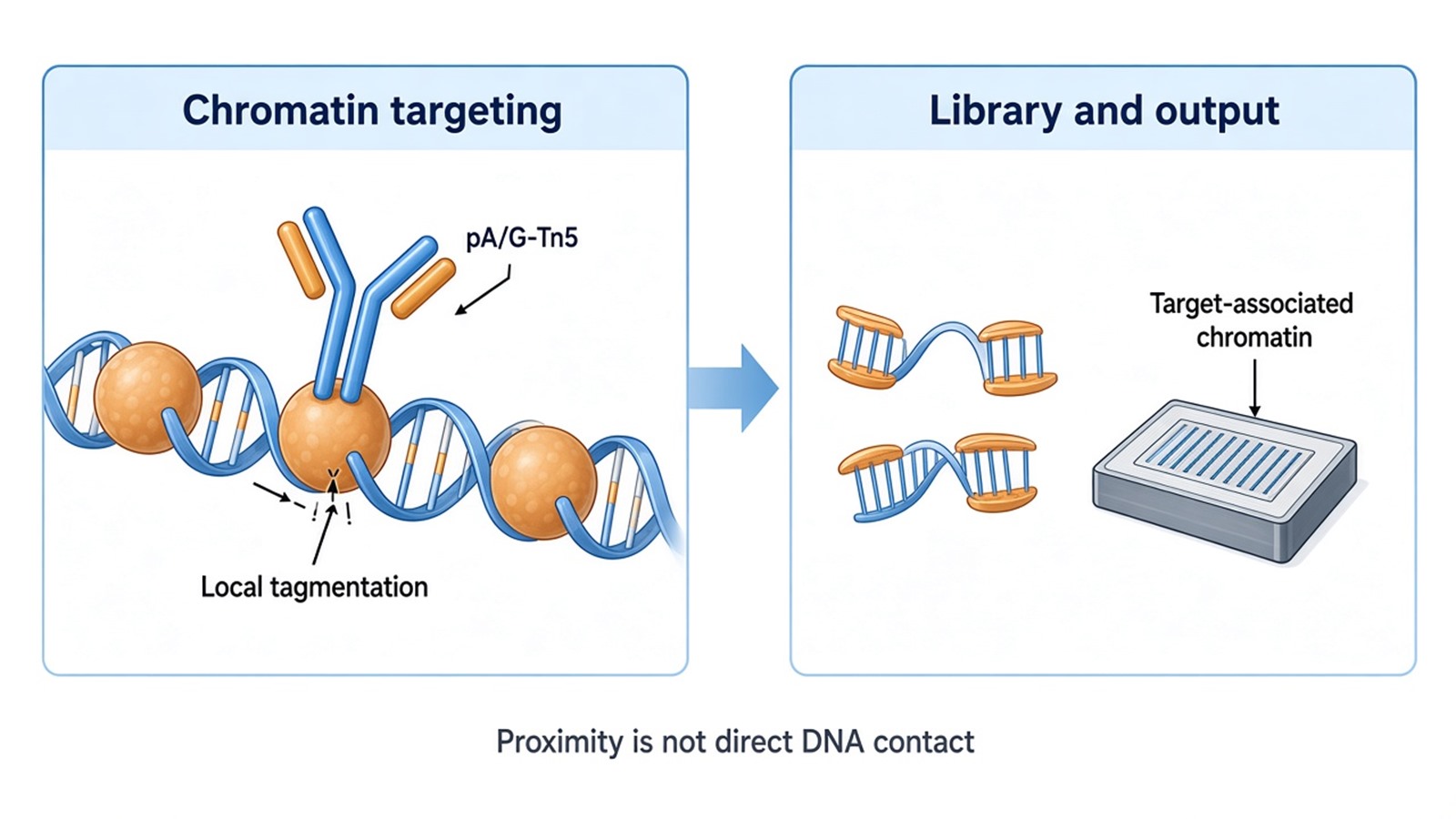 CUT&Tag workflow from antibody-guided targeting to local tagmentation and sequencing output