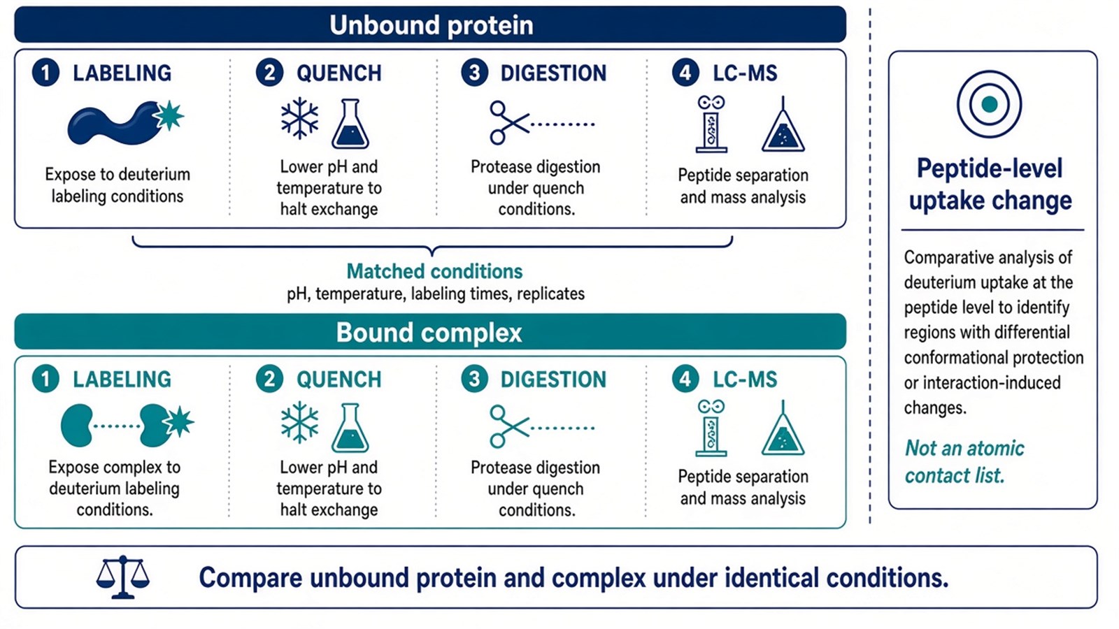Parallel unbound-versus-bound HDX-MS comparison across matched labeling times and replicates Parallel unbound-versus-bound HDX-MS comparison across matched labeling times and replicates
