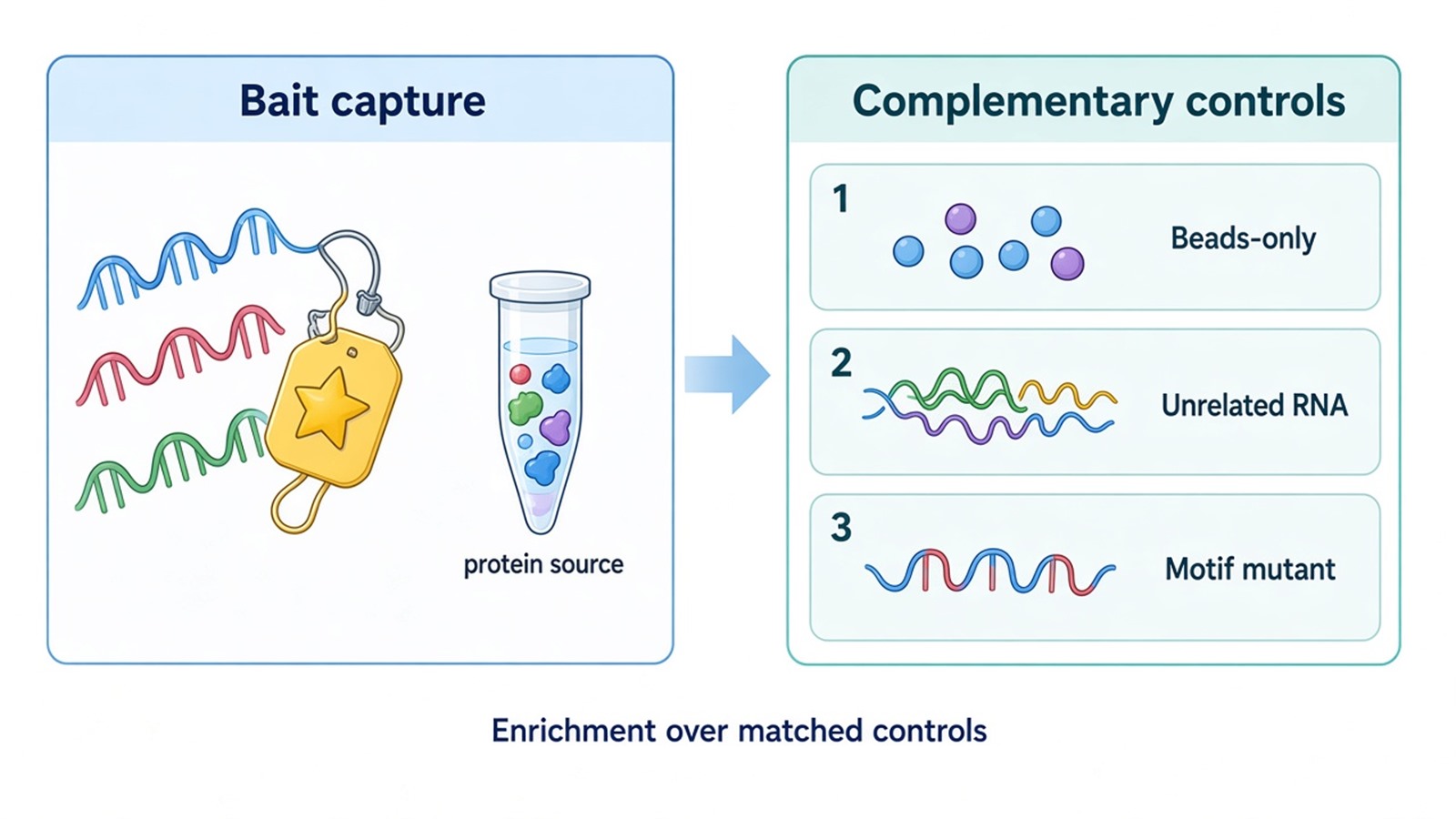 RNA pull-down schematic linking bait capture with complementary background controls RNA pull-down schematic linking bait capture with complementary background controls