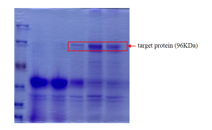 SDS-PAGE Analysis of Enriched Protein Samples