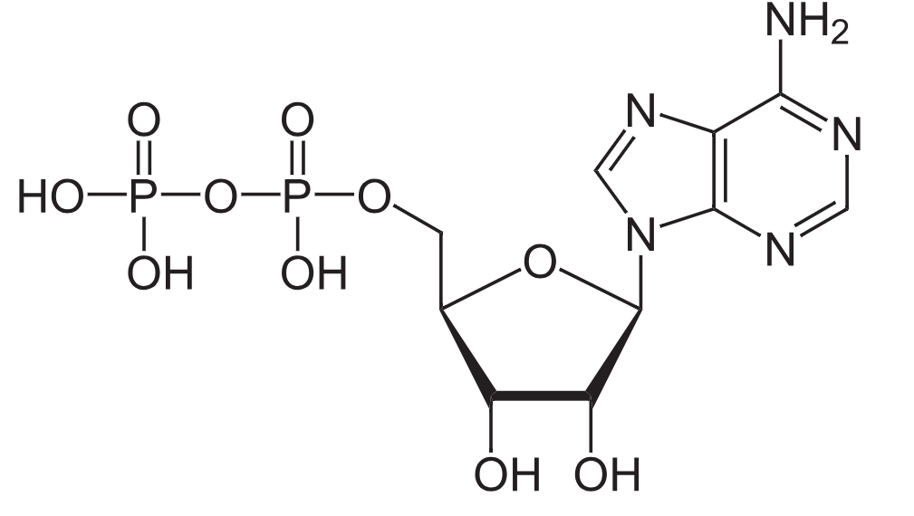 1816303144150880256-TheStructureofAdenosineDiphosphate.png