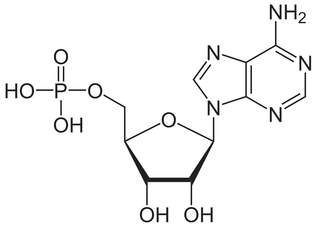 1816307991537373184-TheStructureofAdenosineMonophosphate.png